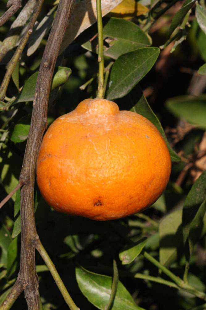               Fruit (Riverside, CA)       